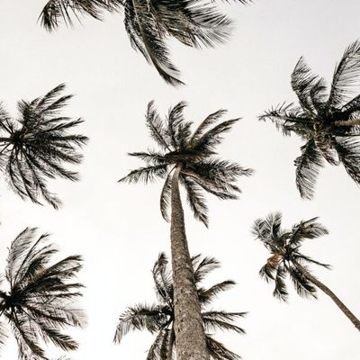 Comment faire germer graine de palmier : étapes clés