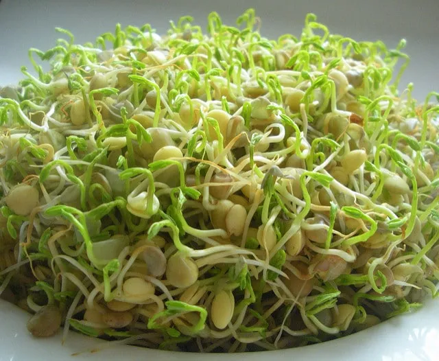 comment faire germer des lentilles