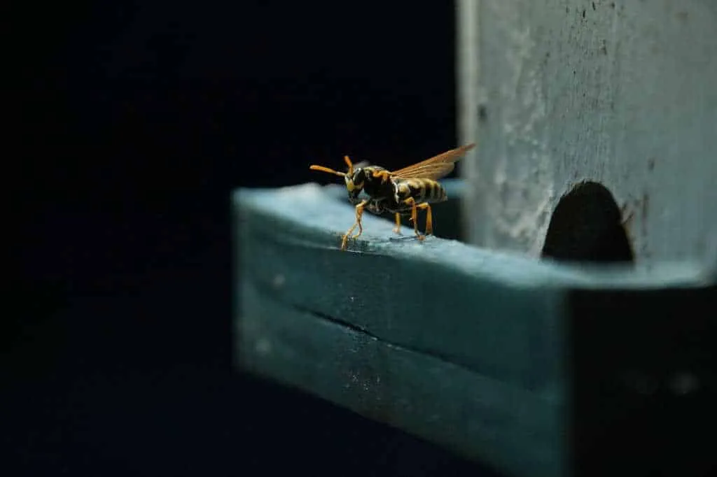 éliminer des guepes éliminer des guepes