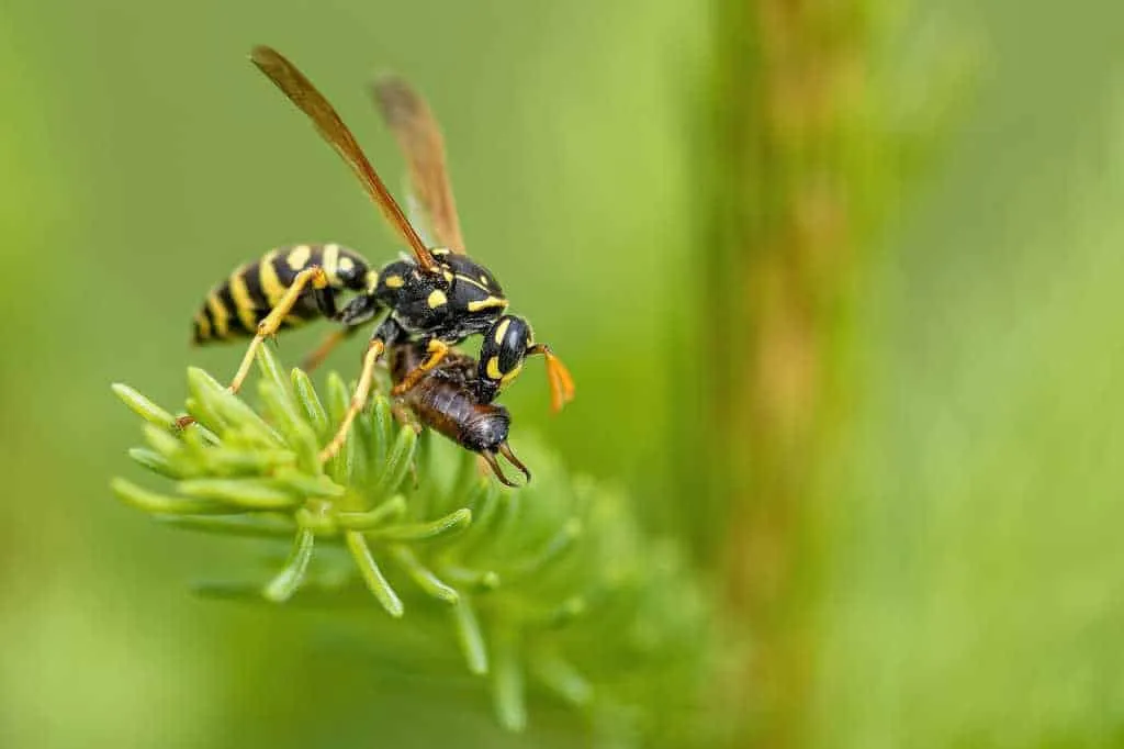 guepe utile ou nuisible