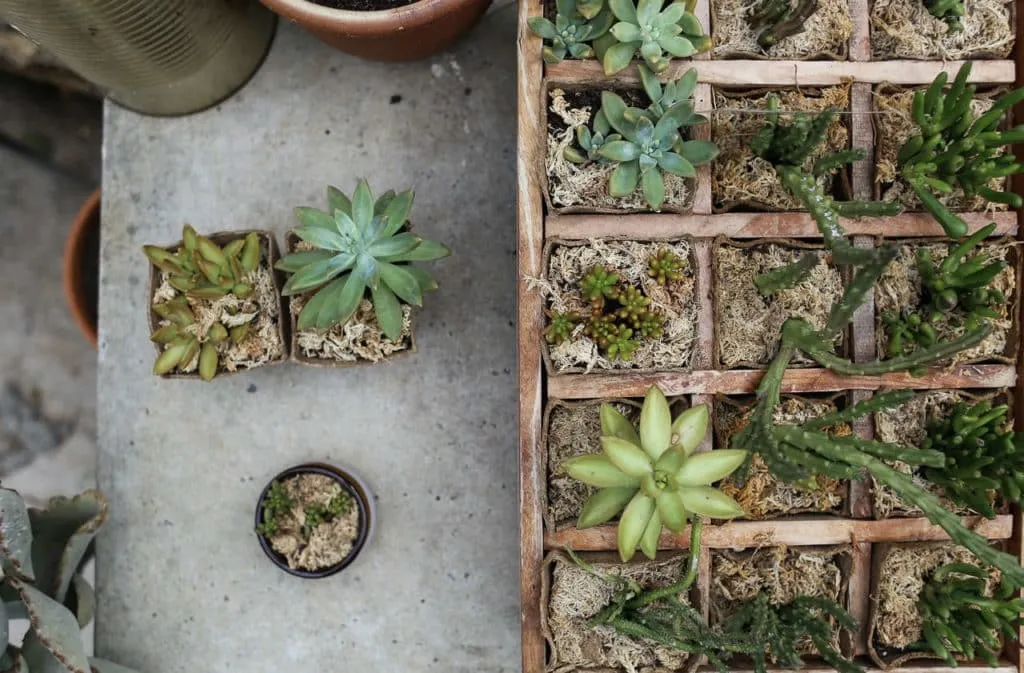 Entretien des plantes succulentes