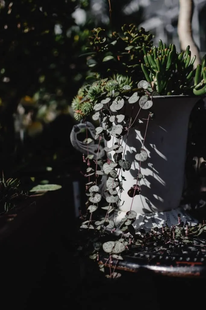 Entretien plantes succulentes