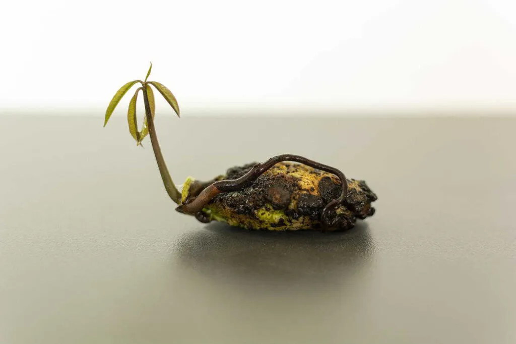 faire pousser une mangue