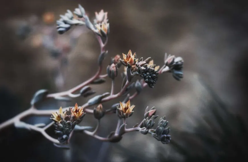 comment proteger ses plantes en hiver