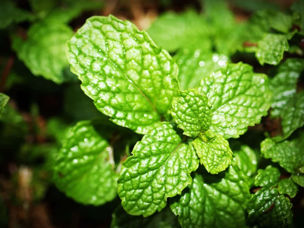 menthe - plantes aromatiques- jardin