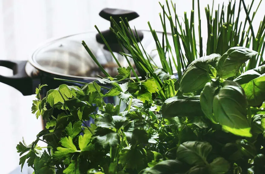 quelles plantes aromatiques dans le jardin