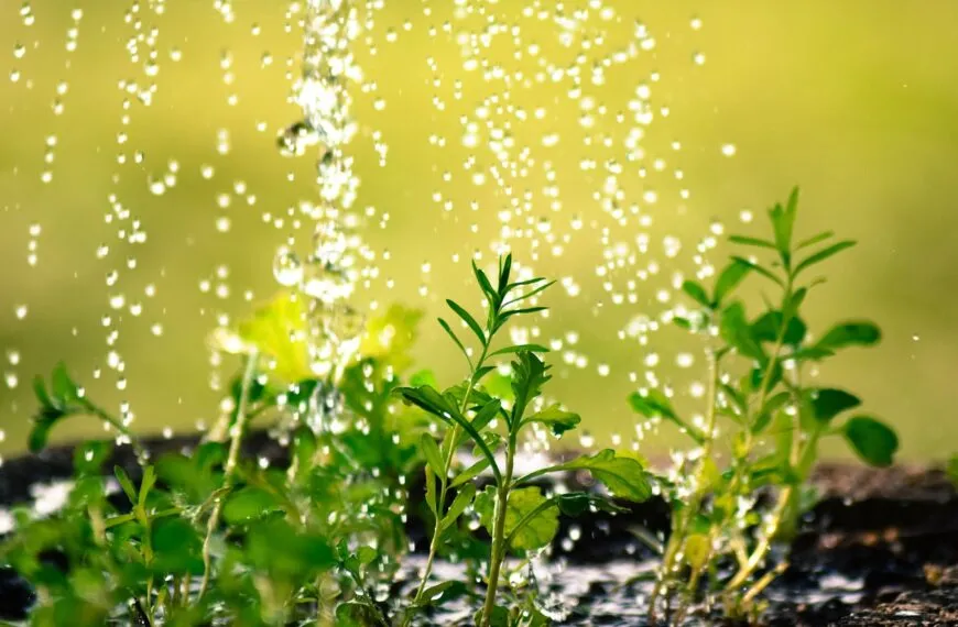 récupérateur eau de pluie