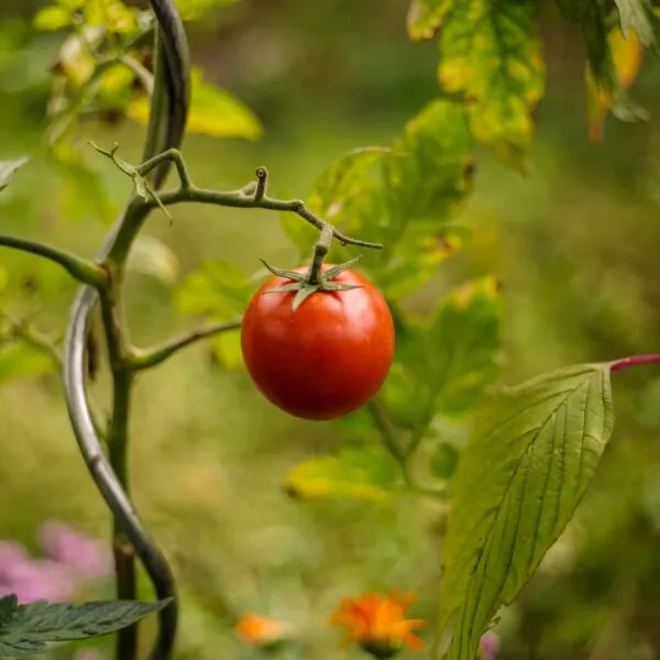 Comment faire germer des graines de tomate ?