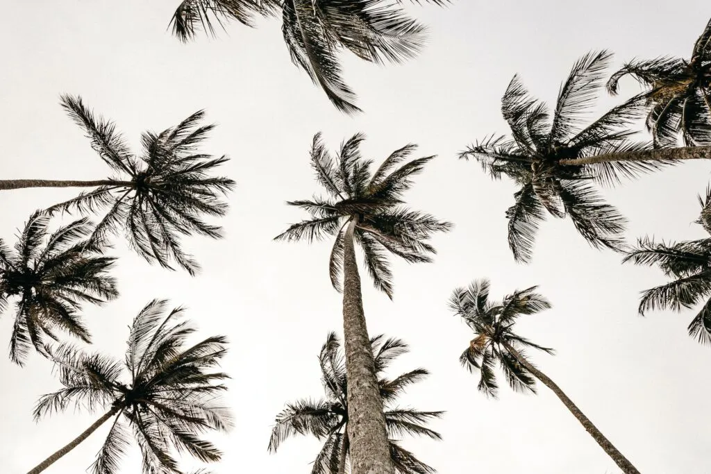 faire germer graine de palmier