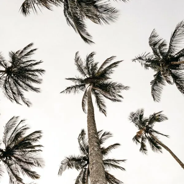 Comment faire germer graine de palmier : étapes clés