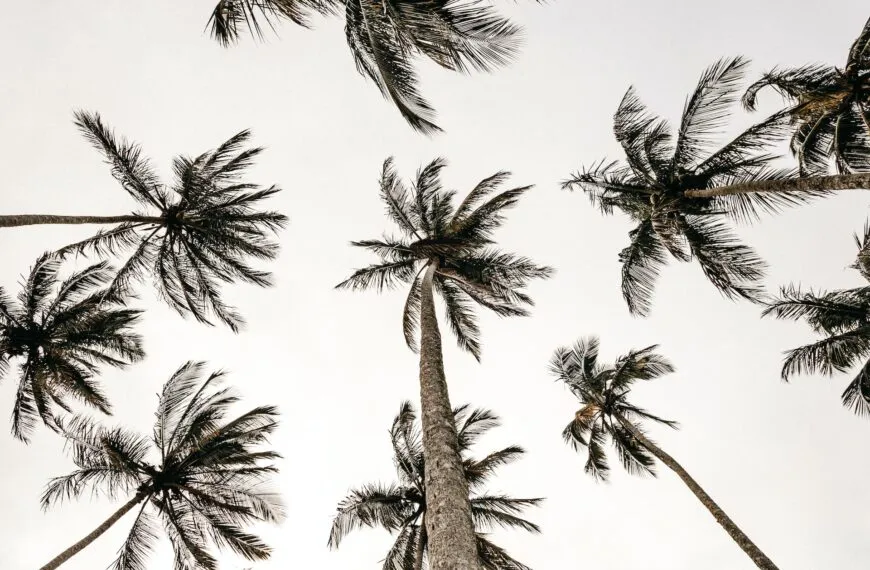 faire germer graine de palmier