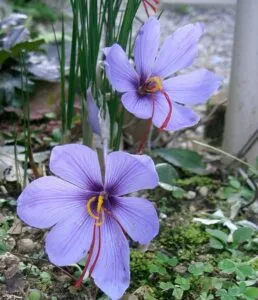 Crocus_sativus