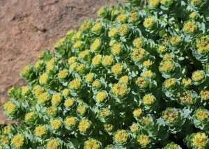 Rhodiola_rosea