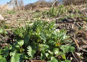 valeriana officinalis