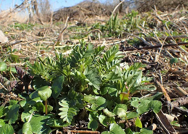 valeriana officinalis