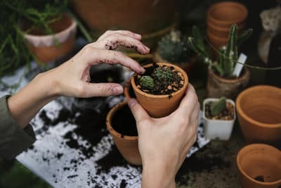 Conseils sur la culture des fines herbes à la maison