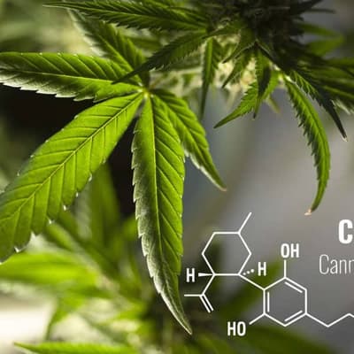 cbd définition