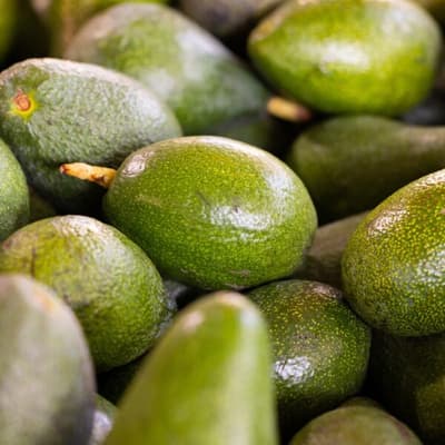 Comment faire germer un noyau d’avocat ?
