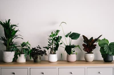 loeur une plante